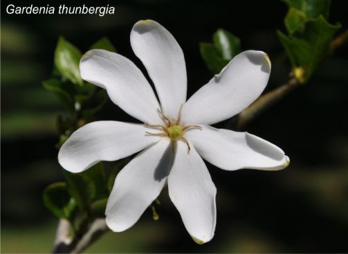 Gardenia thunbergia flower